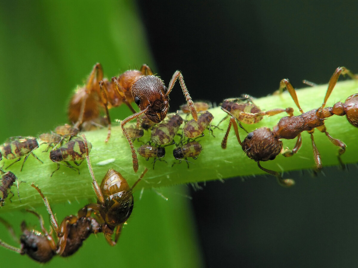 Что делать если муравьи едят капусту