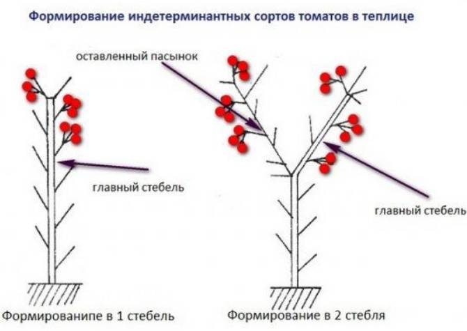 Томаты в один ствол в теплице фото