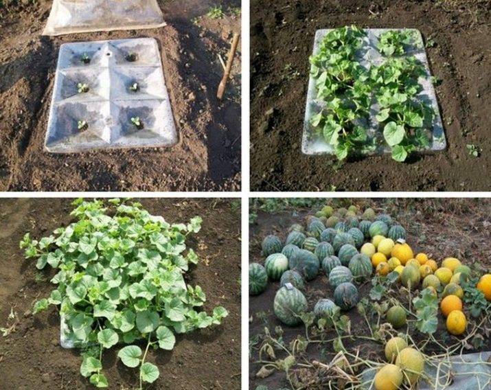 Как выращивать арбузы в теплице: выращивание в сибири, вырастить в подмосковье, уход за поликарбонатом
