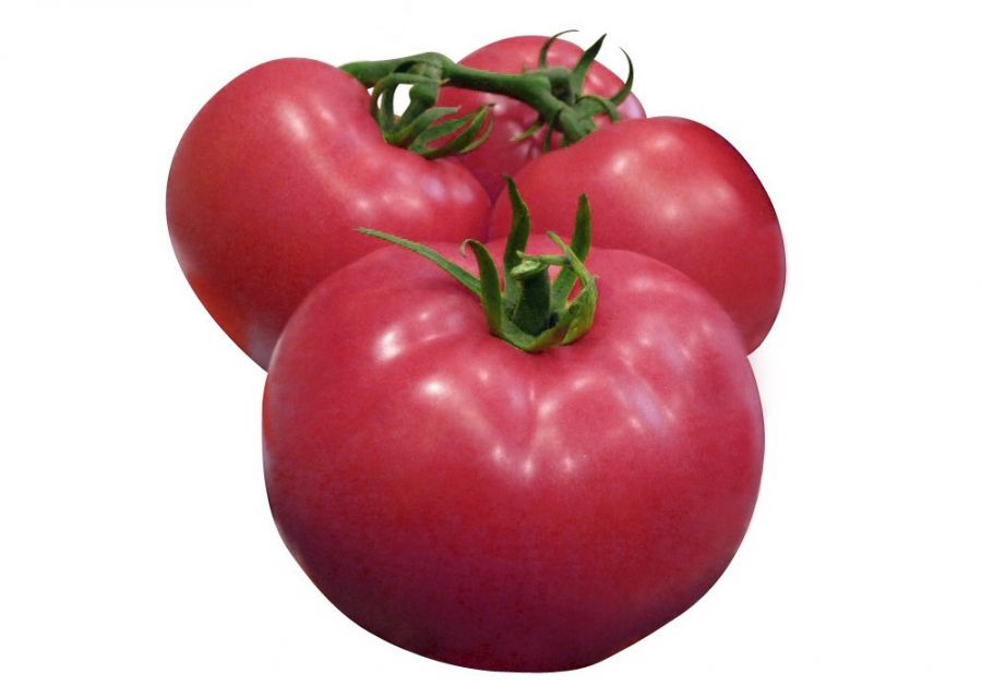 Описание сорта томата улиссе, особенности выращивания и ухода – дачные дела