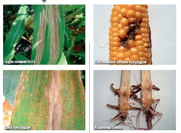 Болезни и вредители кукурузы: фото и описание мер борьбы с ними, болезни початков, диплодиоз и гельминтоспориоз, инсектициды