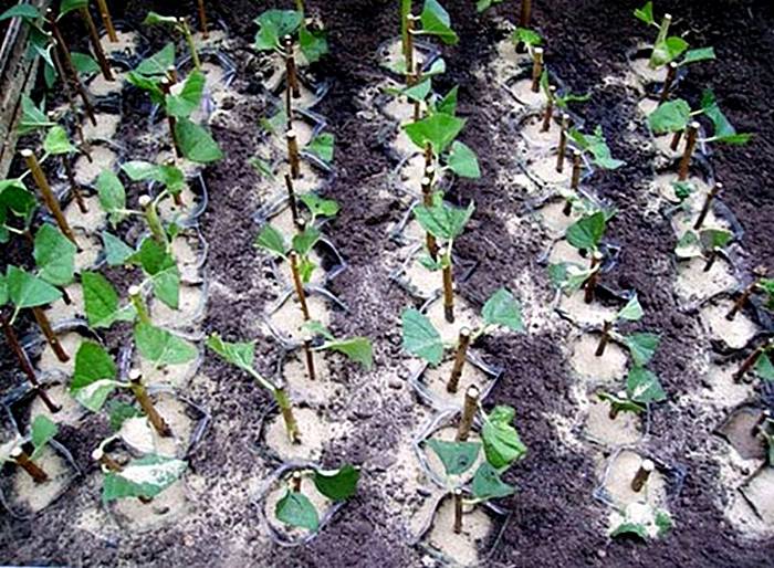 Розы: выращивание из семян купленных в китае - roza-i-fialka.ru