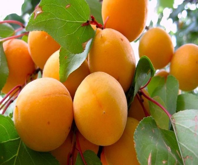 Лучшие сорта абрикос для выращивания в подмосковье