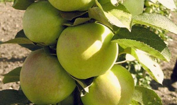 Яблоня коробовка: описание сорта и фото selo.guru — интернет портал о сельском хозяйстве