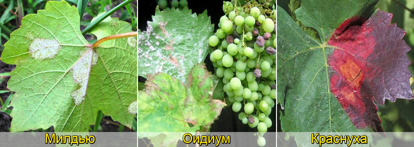 Болезнь милдью винограда: лечение и фото, обработка, чем лечить