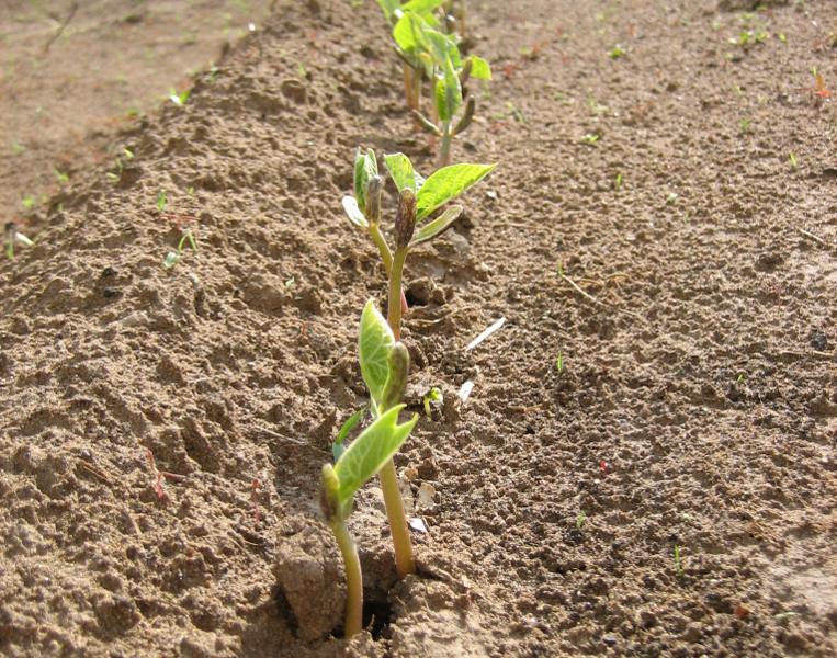 Как посадить фасоль в открытый грунт: пошаговое руководство