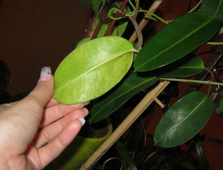 Стефанотис: особенности выращивания мадагаскарского жасмина в домашних условиях