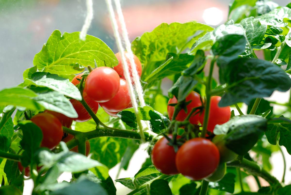 Выращивание помидоров зимой на подоконнике в домашних условиях из семян и пасынков