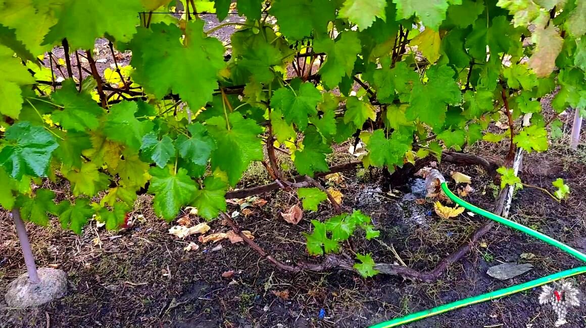 Полив винограда летом – залог хорошего урожая осенью