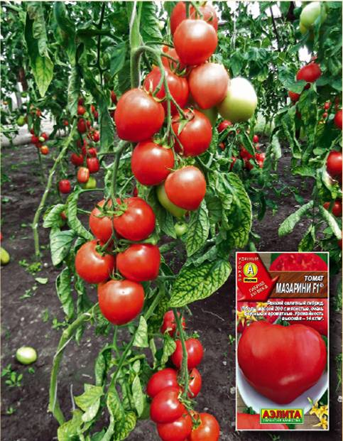 Что такое гибриды томатов f1?
