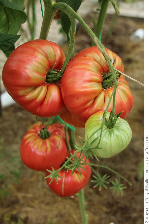 Розмарин: описание сорта томата, его особенностей и основных характеристик