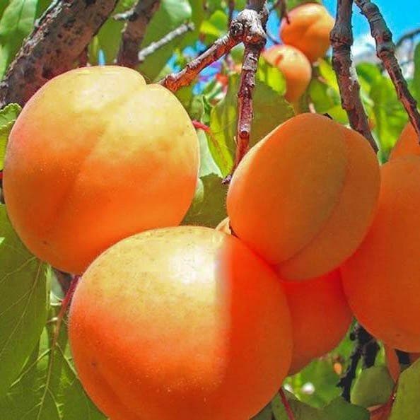 Об абрикосе царский: описание и характеристики сорта, посадка, уход, выращивание
