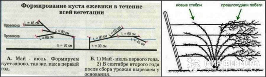 Обрезка ежевики схема