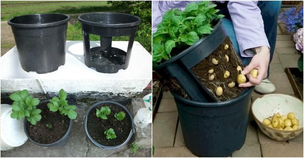 Посадка и выращивание картофеля в мешках: технология посадки, особенности, пошаговая инструкция