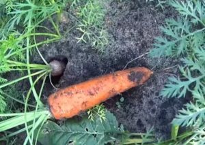 Чем лучше подкармливать морковь