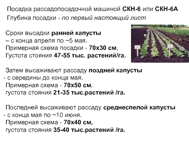 Характеристика сорта капусты мегатон - правила выращивания и ухода + фото