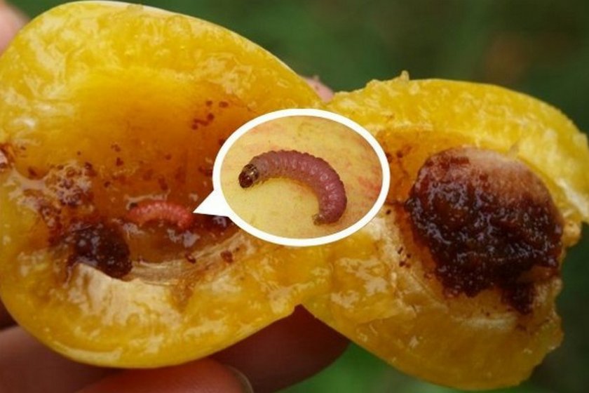 Плодожорка на яблоне: методы борьбы химическими и народными средствами