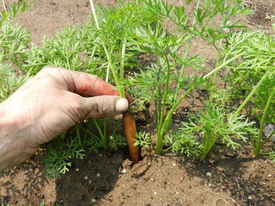 Как поливать морковь в открытом грунте правильно: чем можно и нужно после посадки, чтобы быстрее взошла и лучше росла, как и сколько раз надо для ухода в дальнейшем? русский фермер