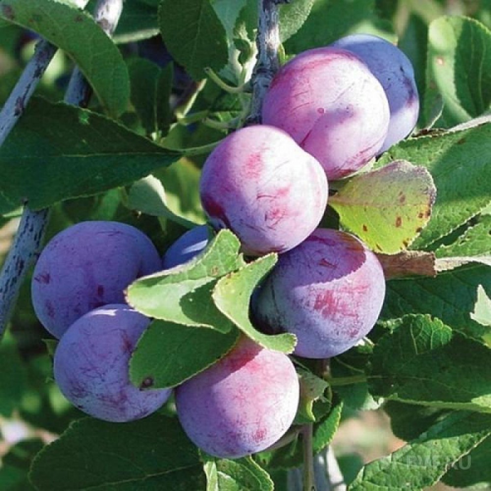 Шарафуга: описание и фото гибрида персика, сливы и абрикоса