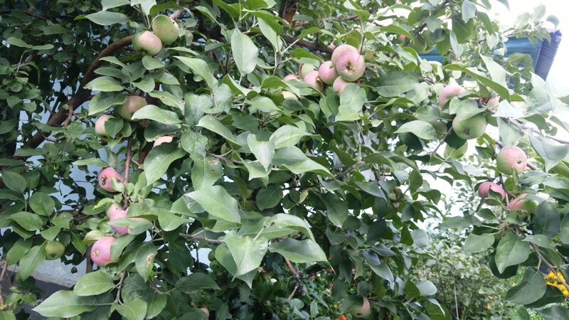 Почему яблоня не плодоносит? 4 причины - и обрезка яблони летом. плодоношение яблонь - как ускорить процесс?