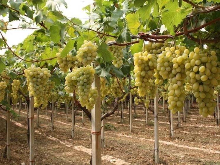 Шираз (syrah) - вино сира, описание и характеристика сорта винограда, вкус