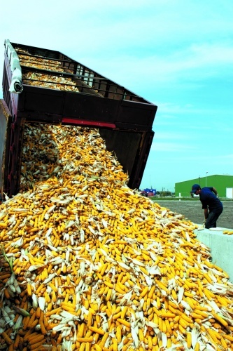 Уборка кукурузы на силос: методы и сроки сбора кукурузного урожая и его дальнейшее хранение, особенности выращивания