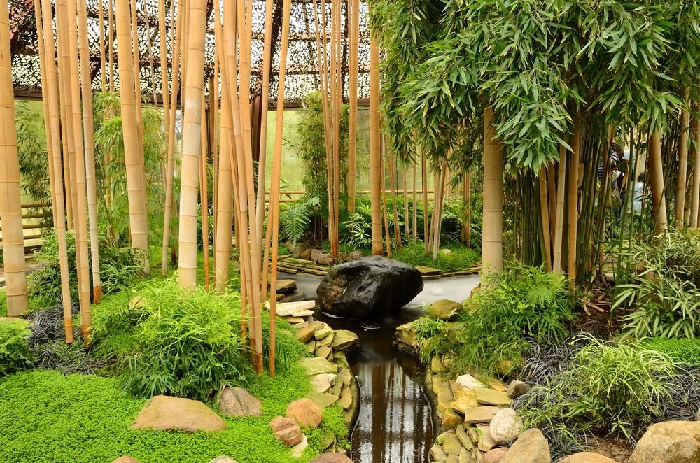 Морозостойкий садовый бамбук виды, где купить