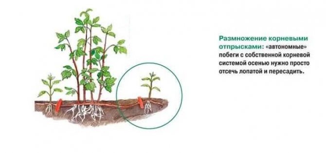 Выращивание цинерарии из семян, посадка и уход в открытом грунте