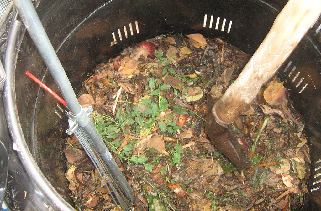 Подкормка смородиновых кустов картофельными очистками