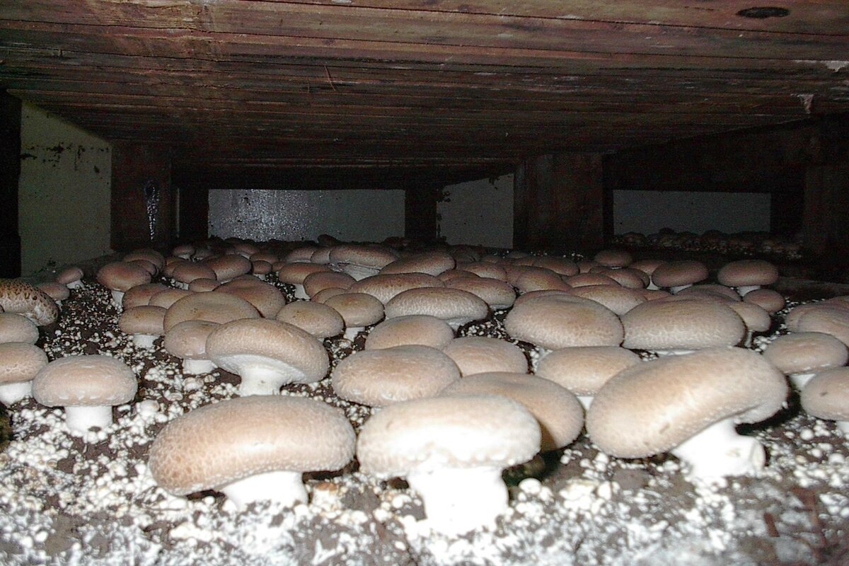 Выращивание грибов (вешенок и шампиньонов)