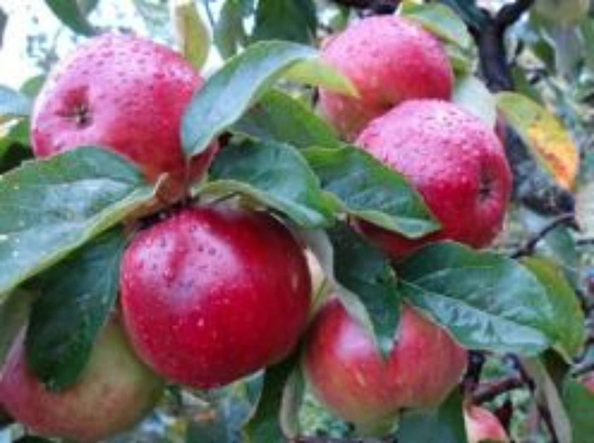 Яблоня строевское — правила выращивания