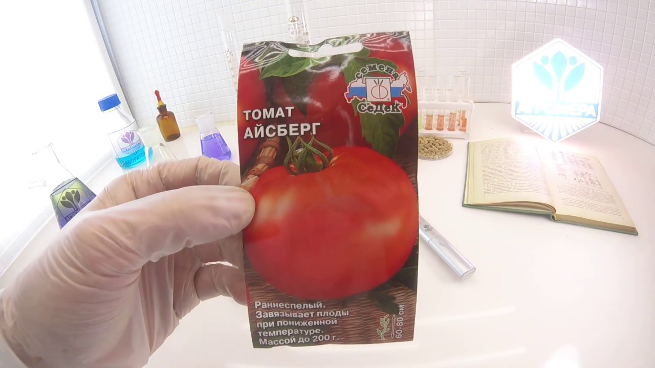 Сорта томатов ультраскороспелые: обзор видов с фото, выращивание и уход