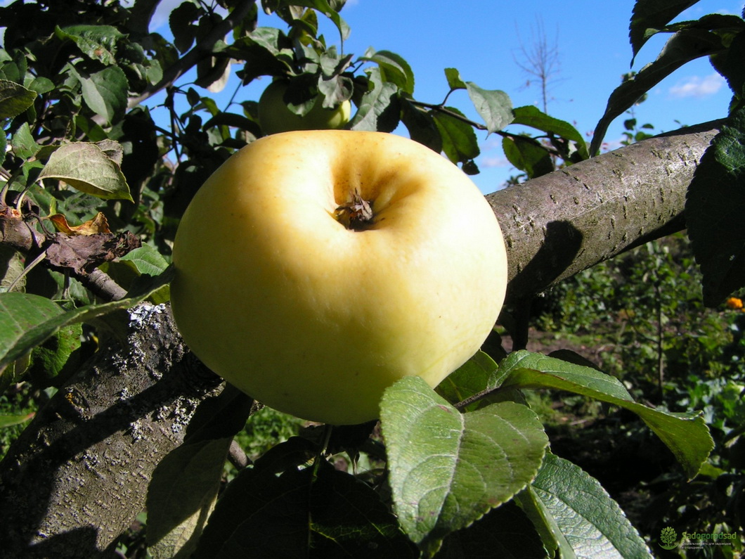 Яблоня приземленное: особенности сорта и ухода - сорта яблонь: полный каталог