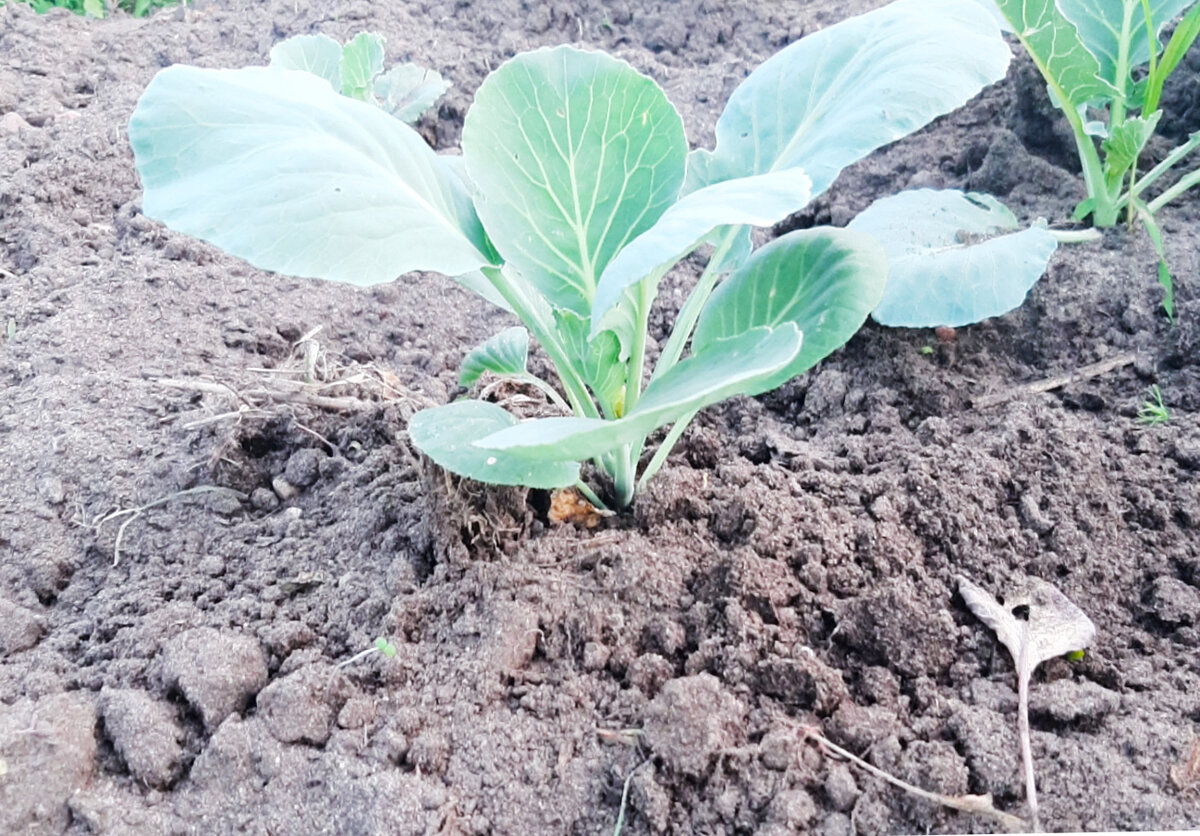 Подкормка капусты после посадки в открытый грунт: народные удобрения под капусту