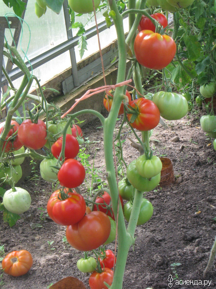 Сорт томата спасская башня