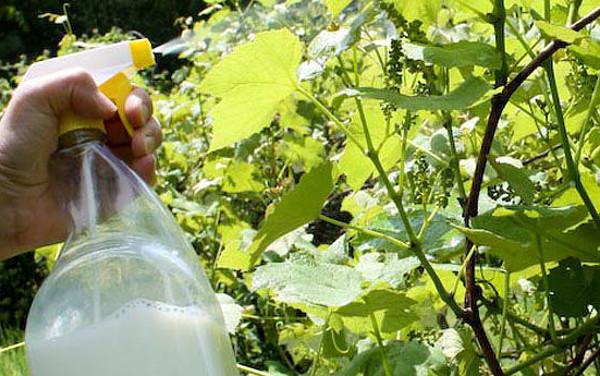 Как избавиться от ос на винограде во время его созревания