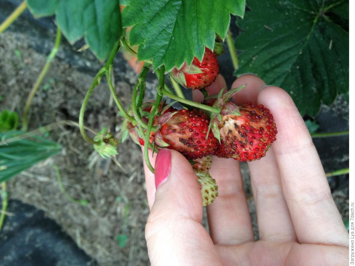 Белые пятна на ягодах малины: причины налета, почему белеют с одной стороны