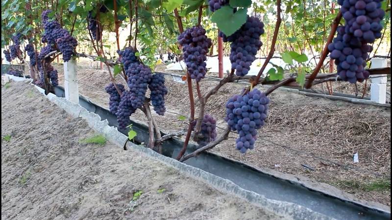 Описание сортов винограда для сибири