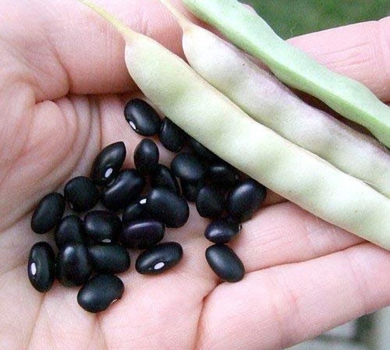Чёрная фасоль: распространённые сорта и агротехника культуры