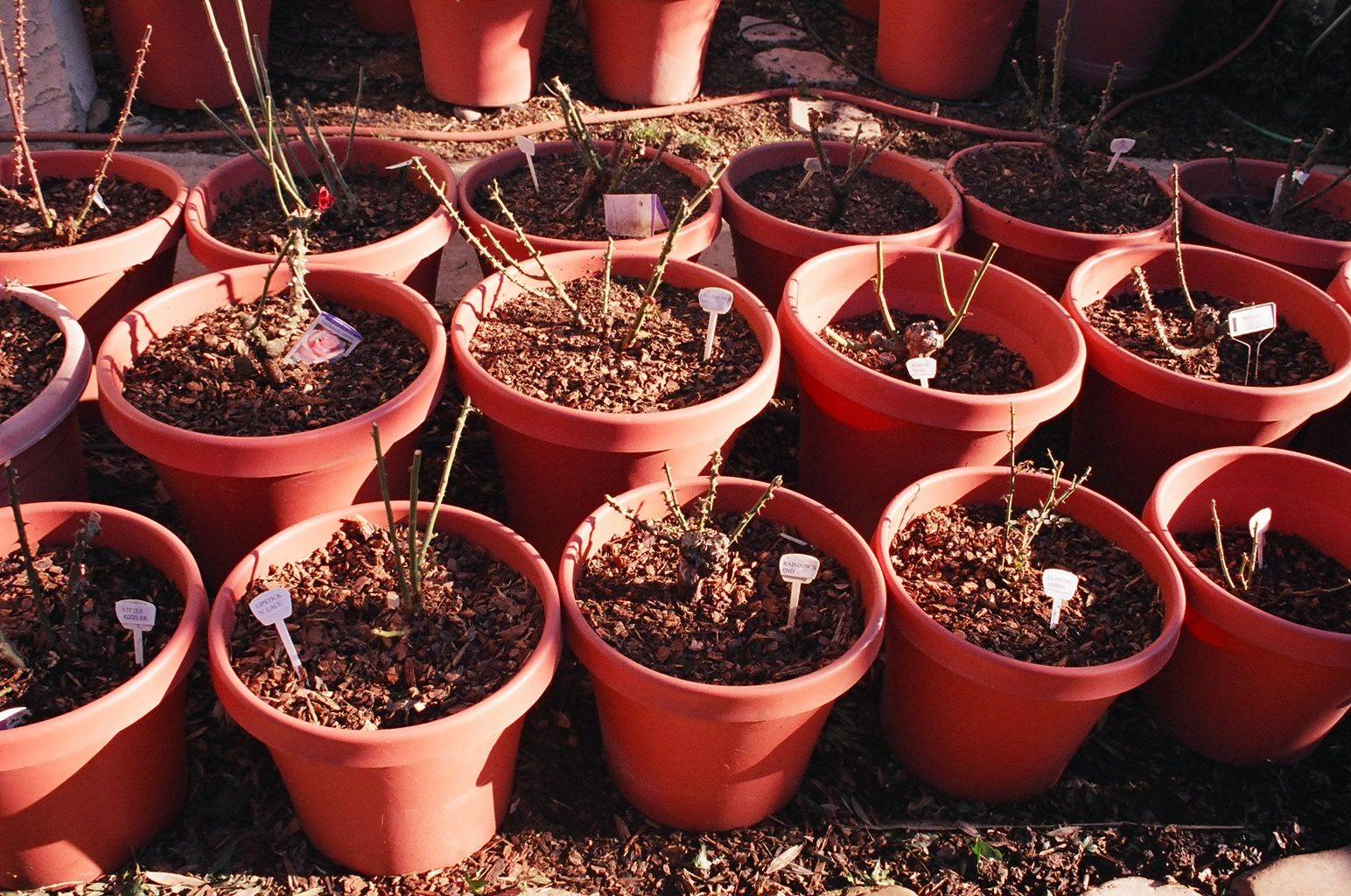 Выращивание роз в сибири: выбираем зимостойкие сорта + правила посадки и ухода