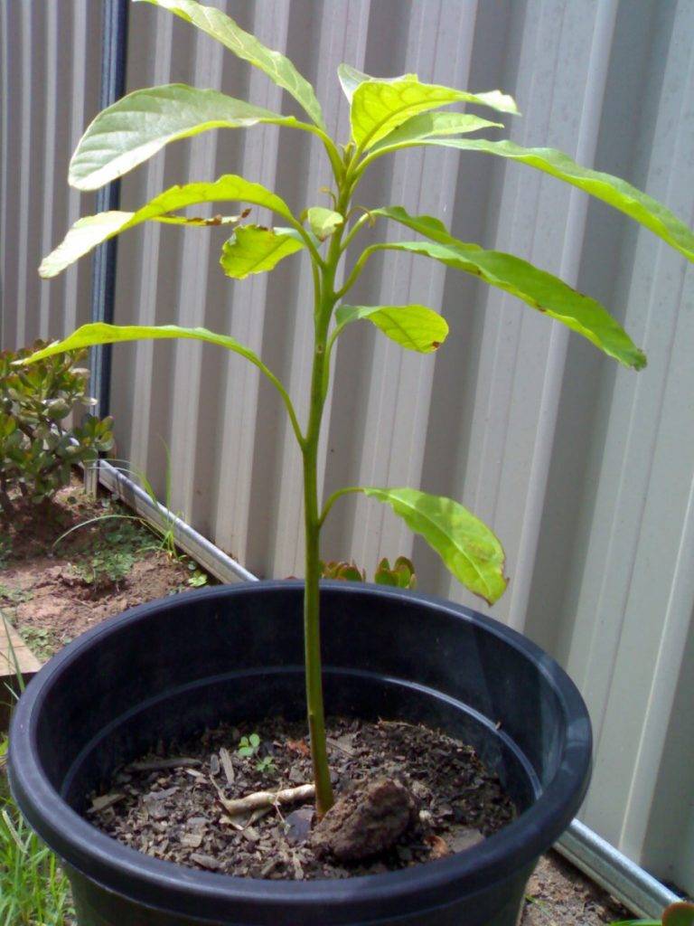 Как вырастить вишнёвое дерево из косточки