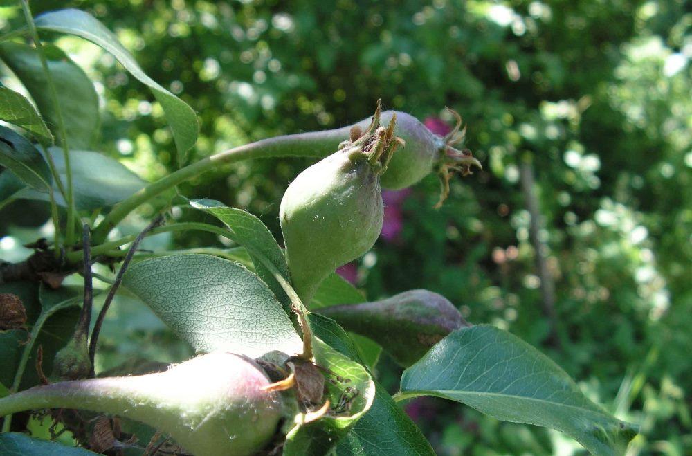 Почему у груши опадают плоды: причины и что делать, методы лечения, профилактика