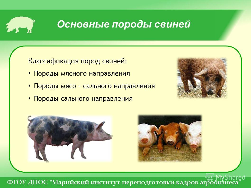 Самые популярные свиньи мясных пород: подробное описание и особенности содержания