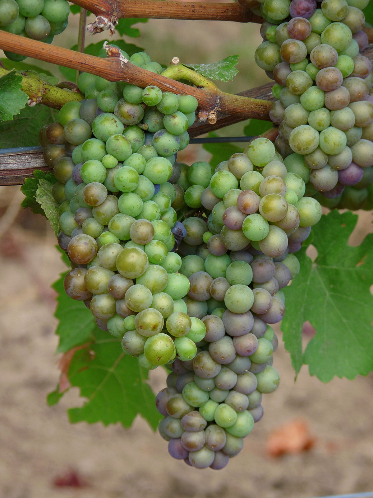 Как можно ускорить созревание винограда
