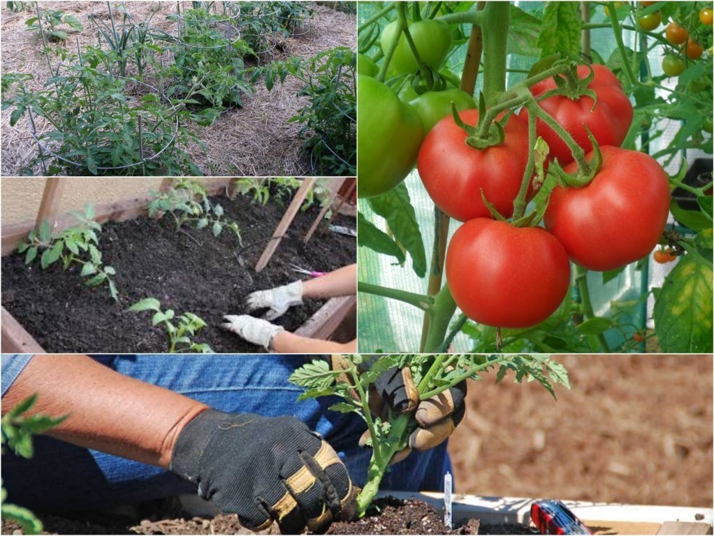 Когда и как пикировать рассаду томатов: сроки, правила и пошаговые инструкции
