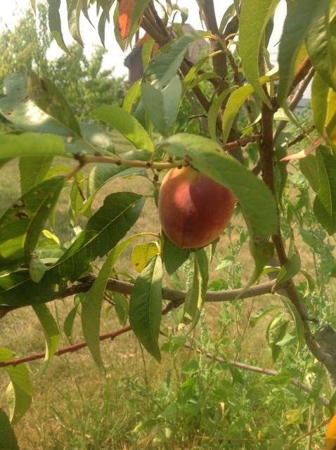 Посадка персика весной в подмосковье: видео и фото