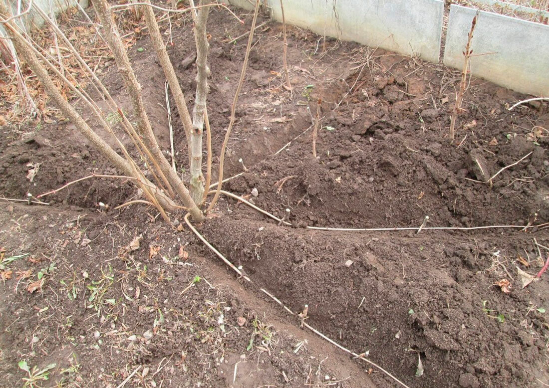 Выращивание фундука на даче: посадка саженца и уход в открытом грунте