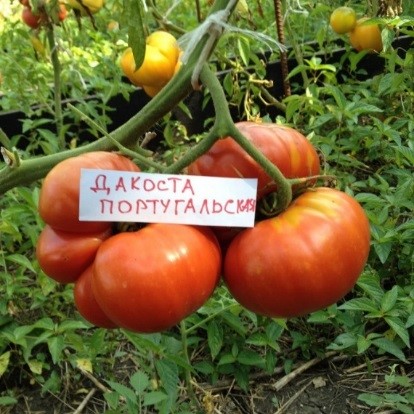 Томат дакоста португальская отзывы фото урожайность