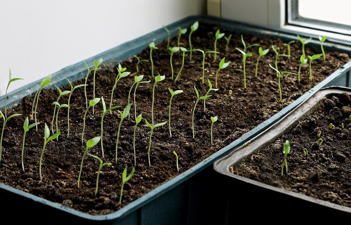 Как правильно выращивать рассаду баклажанов в домашних условиях? основные этапы выращивания с фото