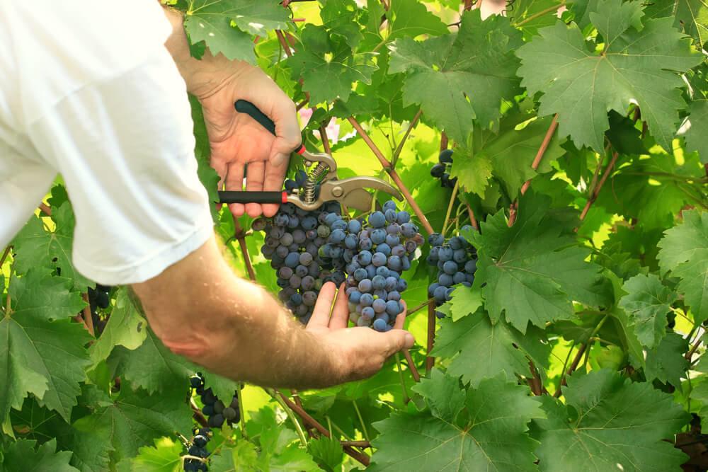 Выращивание винограда для начинающих